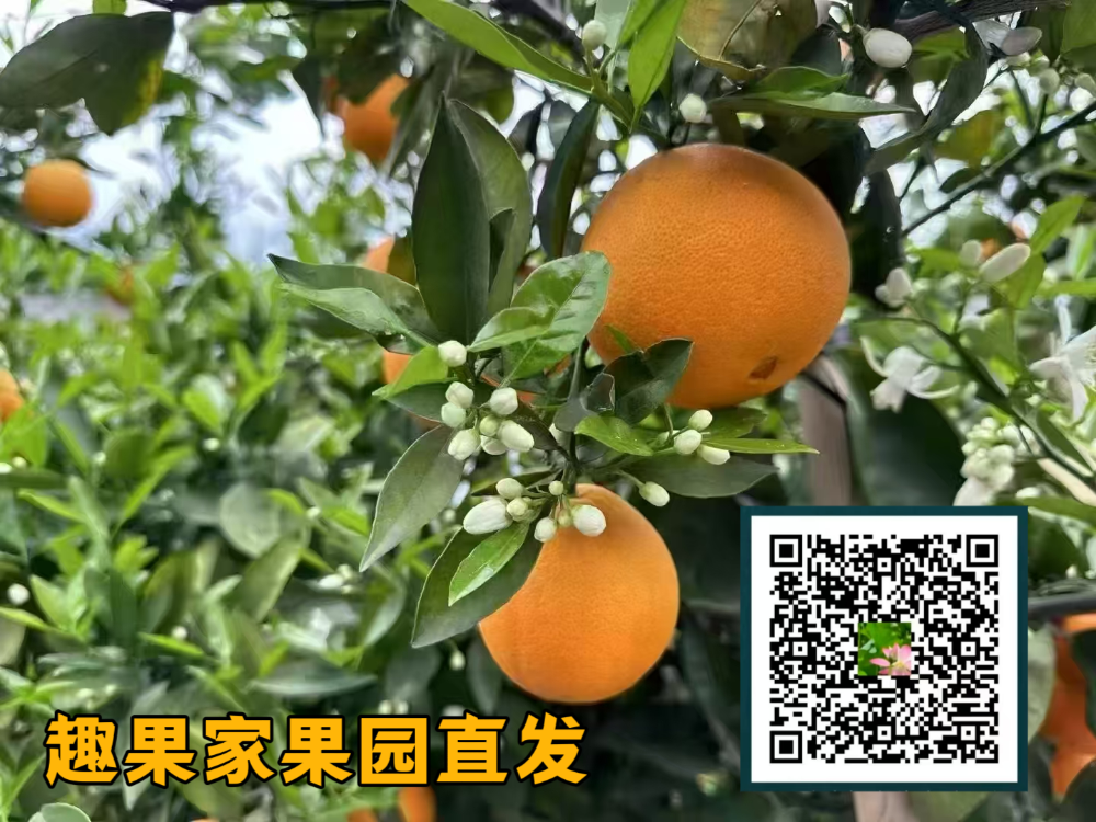 趣果家首码-317首码网